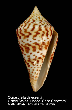 Conasprella delessertii (2).jpg - Conasprella delessertii (Récluz,1843)
